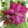 Clématite - Clematis Kaen -Promos Jardin Bulbes Magasin clematite kakio 67863 1