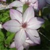 Clématite - Clematis Omoshiro