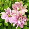 Clématite - Clematis Princesse Alexandra -Promos Jardin Bulbes Magasin clematite princess alexandra 681392 1