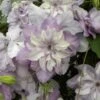 Clématite - Clematis Reflections -Promos Jardin Bulbes Magasin clematite reflections 681439 1