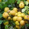 Cognassier Du Japon Cido - Chaenomeles Japonica -Promos Jardin Bulbes Magasin cognassier cido 85480 fr