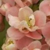 Cognassier Du Japon Falconnet Charlet - Chaenomeles Speciosa -Promos Jardin Bulbes Magasin cognassier du japon falconnet charlet 7560 1