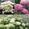 Collection 3 Hortensias Arbustifs -Promos Jardin Bulbes Magasin collection 3 hortensias arbustifs 67770 1
