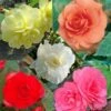 Collection 15 Begonias Grandifloras -Promos Jardin Bulbes Magasin collection begonias 51256 1