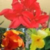 Collection De 3 Cannas -Promos Jardin Bulbes Magasin collection cannas 51353 1