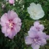 Collection 3 Hibiscus Syriacus à Fleurs Doubles -Promos Jardin Bulbes Magasin collection hibiscus 7546 1