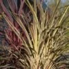 Cordyline Banksii Electric Flash - Cordyline -Promos Jardin Bulbes Magasin cordyline banksii electric flash 100457 1
