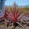 Cordyline Charlie Boy® -Promos Jardin Bulbes Magasin cordyline charlie boy 85726 1