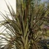 Cordyline X Banksii Electric Star