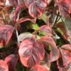 Cornus Florida Rainbow - Cornouiller De Floride Panaché -Promos Jardin Bulbes Magasin cornus 20florida rainbow 9522 1
