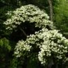 Cornus Hongkongensis -Promos Jardin Bulbes Magasin cornus hongkongensis 782052 1