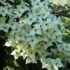 Cornus Kousa Milky Way- Cornouiller Du Japon Blanc -Promos Jardin Bulbes Magasin cornus kousa milky way 781212 1 2