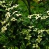 Cornus Kousa Wieting's Select - Cornouiller Du Japon -Promos Jardin Bulbes Magasin cornus kousa wieting s select 100467 1