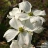 Cornus Florida Cherokee Daybreak - Cornouiller De Floride -Promos Jardin Bulbes Magasin cornus ou cornouiller florida cherokee daybreak 7815 1