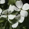 Cornus Kousa Venus - Cornouiller Du Japon Blanc -Promos Jardin Bulbes Magasin cornus ou cornouiller kousa venus cov 7814 6
