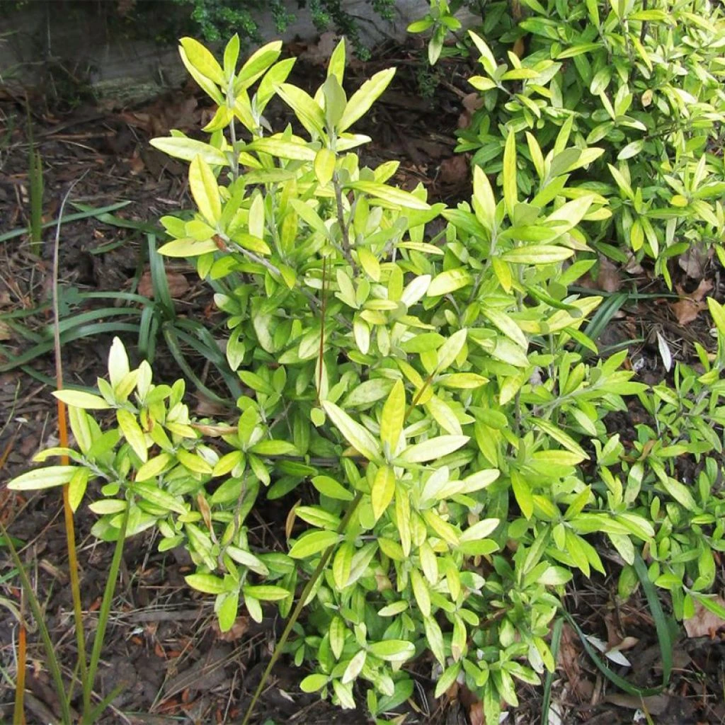 Corokia Virgata Banana Royal - Corokie 3 Corokia Virgata Banana Royal - Corokie