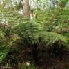 Cyathea Dealbata - Fougère Arborescente -Promos Jardin Bulbes Magasin cyathea dealbata 85292 1