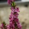Daphne Mezereum Var. Rubra -Promos Jardin Bulbes Magasin daphne mezereum var rubra PC douce 1