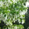 Arbre Aux Mouchoirs - Davidia Involucrata Var. Vilmoriniana -Promos Jardin Bulbes Magasin davidia involucrata 7906 1
