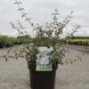 Deutzia Monbeigii -Promos Jardin Bulbes Magasin deutzia monbeigii arbustes 100487 1
