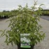 Deutzia Pulchra -Promos Jardin Bulbes Magasin deutzia pulchra arbustes 100488 1