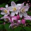 Deutzia Purpurascens Kalmiiflora - Deutzie -Promos Jardin Bulbes Magasin deutzia purpurascens kalmiiflora 781603 1 1