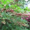 Enkianthus Campanulatus - Andromède Campanulée -Promos Jardin Bulbes Magasin enkianthus campanulatus ld wallygrom 9551 1