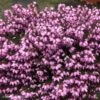 Erica Darleyensis Tyann - Bruyère D'hiver -Promos Jardin Bulbes Magasin erica darleyensis tyann 100612 1