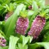 Eucomis Comosa Sparkling Burgundy® - Eucomide Rose à Feuillage Pourpre -Promos Jardin Bulbes Magasin eucomis comosa sparkling burgundy eucomide rose feuillage pourpre IF 69261 1
