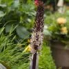 Eucomis Comosa Sparkling Rosy® - Eucomide Rose -Promos Jardin Bulbes Magasin eucomis comosa sparkling rosy 4190 3