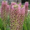 Eucomis Comosa Pink Gin - Fleur Ananas -Promos Jardin Bulbes Magasin eucomis pink gin 15550 1