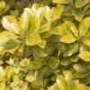 Euonymus Japonicus Aureus - Fusain Du Japon -Promos Jardin Bulbes Magasin euonymus japonicus aureus ld wiki 781537 1