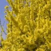 Forsythia (x) Intermedia Minigold - Mimosa De Paris -Promos Jardin Bulbes Magasin forsythia intermedia minigold 84077 1