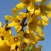 Forsythia Marée D'Or - Mimosa De Paris -Promos Jardin Bulbes Magasin forsythia maree d or 781620 3