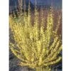 Mimosa De Paris - Forsythia X Intermedia Mindor -Promos Jardin Bulbes Magasin forsythia x intermedia mindor 1006242 1