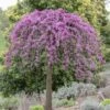 Gainier Du Canada - Cercis Canadensis Cascading Hearts -Promos Jardin Bulbes Magasin gainier du canada cascading hearts 22857