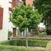 Arbre Aux 40 écus - Ginkgo Biloba Globus -Promos Jardin Bulbes Magasin ginkgo biloba globus 100628 1