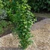 Ginkgo Biloba Menhir - Arbre Aux Quarante écus 1 Ginkgo Biloba Menhir - Arbre Aux Quarante écus -Promos Jardin Bulbes Magasin ginkgo biloba menhir 86105 1