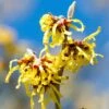Hamamelis Intermedia Arnold Promise - Noisetier De Sorcière -Promos Jardin Bulbes Magasin hamamelis intermedia arnold promise noisetier de sorciere 781609 1