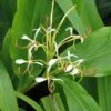 Hedychium Spicatum -Promos Jardin Bulbes Magasin hedychium spicatum 6796 1