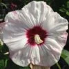Hibiscus Moscheutos Cherry Cheesecake - Hibiscus Des Marais -Promos Jardin Bulbes Magasin hibiscus moscheutos cherry cheesecake 15057 1
