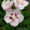 Hibiscus Syriacus Pinky Spot - Althéa Rose -Promos Jardin Bulbes Magasin hibiscus pinky spot 9543 1