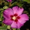 HIbiscus Russian Violet (II) - Althea Rose Violacé -Promos Jardin Bulbes Magasin hibiscus russian violet 85805 1