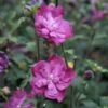 Hibiscus Syriacus Purple Ruffles - Althea Double Pourpre -Promos Jardin Bulbes Magasin hibiscus syriacus Purple Ruffles 81392 1
