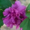 Hibiscus Syriacus Freedom - Althéa -Promos Jardin Bulbes Magasin hibiscus syriacus freedom 9545 1 1