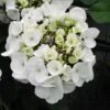 Hortensia - Hydrangea Macrophylla Libelle (Teller White) -Promos Jardin Bulbes Magasin hortensia Libelle 67998 3