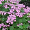 Hortensia - Hydrangea Serrata Avelroz -Promos Jardin Bulbes Magasin hortensia avelroz 67876 1