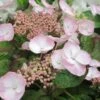 Hortensia - Hydrangea Macrophylla Dolce Gipsy -Promos Jardin Bulbes Magasin hortensia dolce gipsy 67874 1