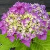 Hortensia - Hydrangea Macrophylla Flair & Flavours' Sweet Cupcake -Promos Jardin Bulbes Magasin hortensia flair flavours sweet cupcake23238