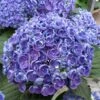 Hortensia - Hydrangea Macrophylla Hovaria Hopcorn -Promos Jardin Bulbes Magasin hortensia hovaria hopcorn 67820 1